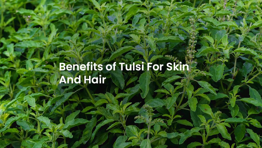 Tulsi Benefits For Skin And Hair